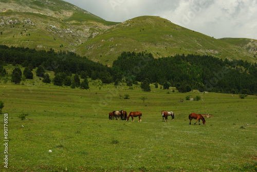 Horses grazing on the plateau