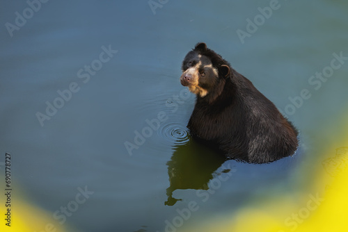 Spectacled Bear (Tremarctos ornatus) bathing on water - South American Bear photo