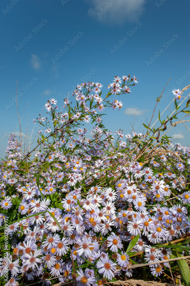 Aster alpinus garden perennial plants with purple flowers. Alpine aster. Aster alpinus garden perennial plants with purple flowers. Alpine aster.