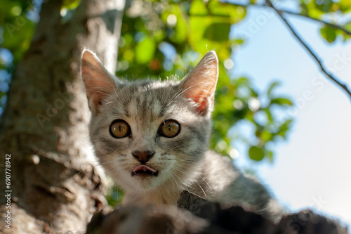 little kitten on a branch, cute pets have white and black colors on a natural background, blur artistic design.