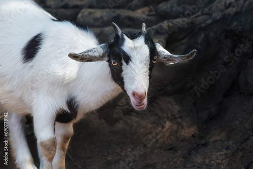 Young Domestic Goat (Capra hircus)