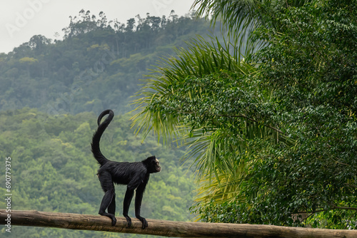White-cheeked Spider Monkey (Ateles marginatus) standing photo