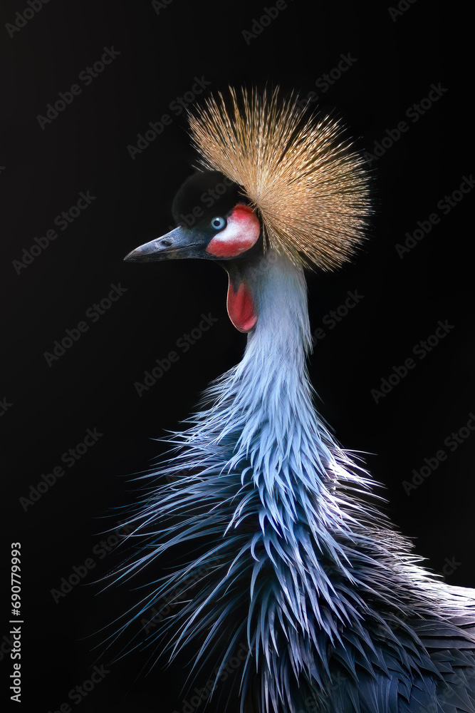 Fototapeta premium Grey Crowned Crane (Balearica regulorum)