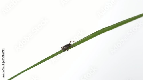 Tick crawling across green plant.