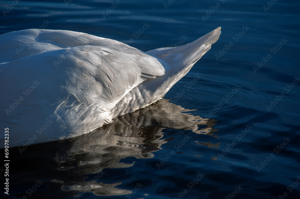 Fototapeta premium white swans feather in composition
