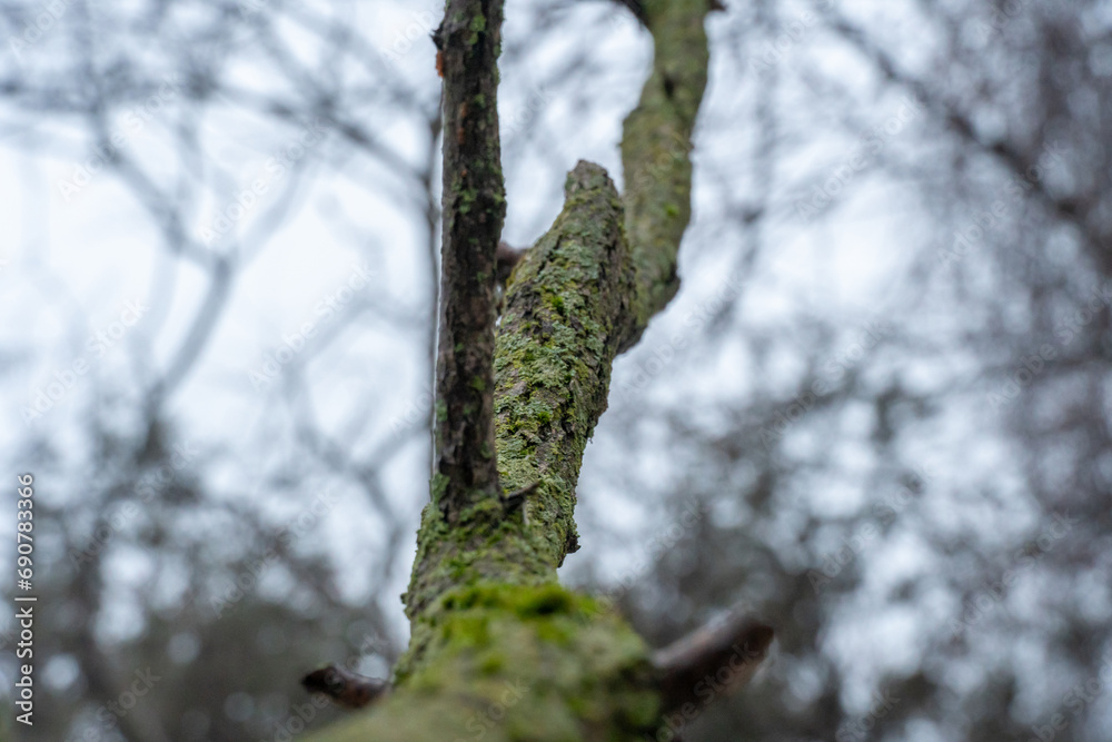 Rainy forests of Vancouver, vibrant green moss blankets tree branches, creating a verdant tapestry that thrives in the region's abundant moisture. Rainy forests of Vancouver, vibrant green moss blankets tree branches, creating a verdant tapestry that thrives in the region's abundant moisture.