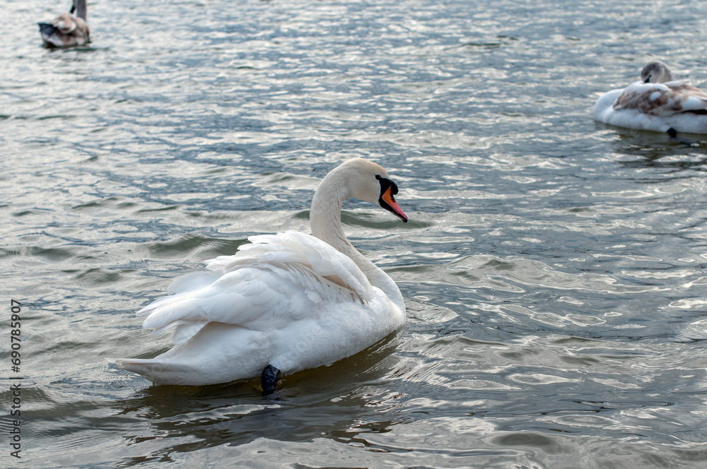 Naklejka premium A white majestic swan floats in front of a wave of water. Young swan in the middle of the water. Drops on a wet head.
