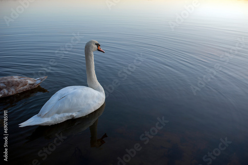 A white majestic swan floats in front of a wave of water. Young swan in the middle of the water. Drops on a wet head.