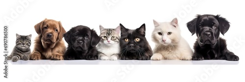 group of cats © A