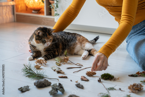 Old cat lying next to pet owner, looking at natural objects, moss, leaf, twig, stone brought from park, used for stimulation of pet cognitive functions, brain, mental activity, dementia prevention 