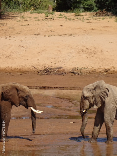 Photography elephants in the water
