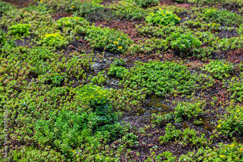 Green roof completely covered with vegetation, sedum rooftop