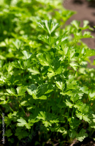 growing parsley bushes in a garden bed, close-up of greenery seedlings