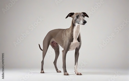 Perro de raza Galgo, de pie, mirando a la derecha, sobre fondo blanco  photo
