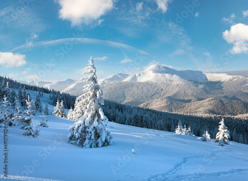 Winter rime and snow covered fir trees on mountainside (Carpathian Mountains, Ukraine) © wildman