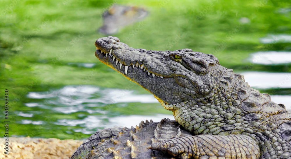 Obraz premium Head of the Nile crocodile in profile close-up