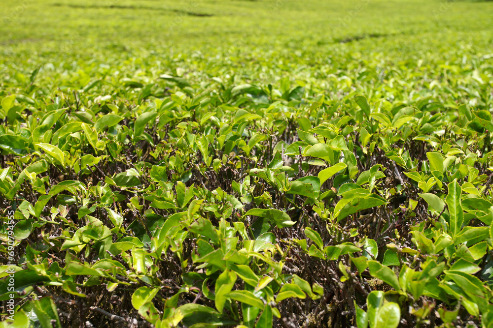 Tea plantations in the Ciwidey near Bandung in West Java, Indonesia. Tea plantations in the Ciwidey near Bandung in West Java, Indonesia.