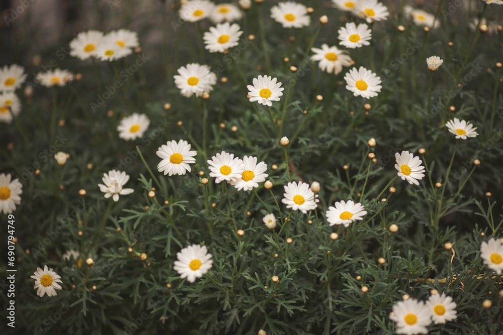 Fototapeta premium Daisies photographed in a field in Tuscany. Camomile flower field in sunlight top view. Daisies as flowers background. 