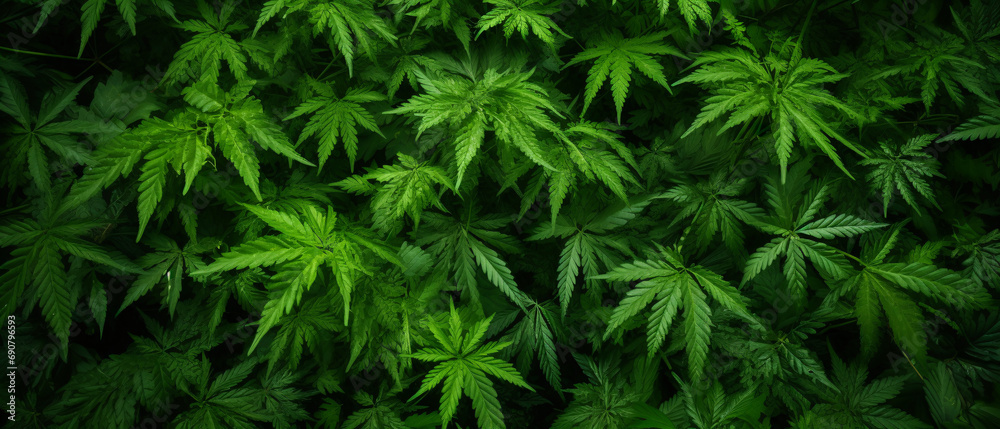 A large amount of cannabis leaves A large amount of cannabis leaves