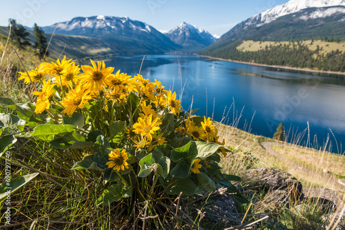 Mountain Lake With Yellow Flowers photo