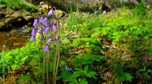 Soldanella montana - protected plant in mountain wood photo