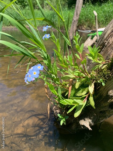 Flower in river