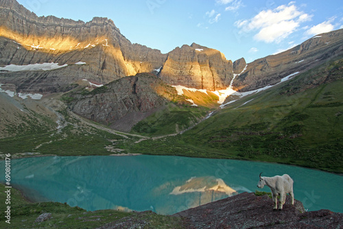 Mountain goat (Oreamnos americanus) at Cracker Lake, Glacier National Park, Montana photo