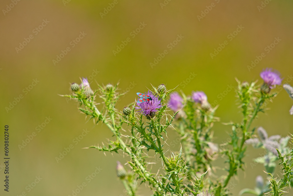 Zygaena filipendulae sitting on a thistle. Zygaena filipendulae sitting on a thistle.