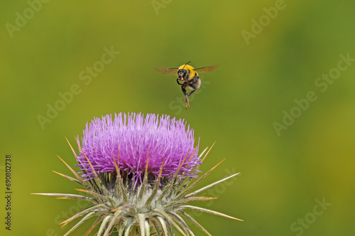 European common comb bumblebee (Bombus pascuorum) preparing to land on a purple-coloured thorn flower.