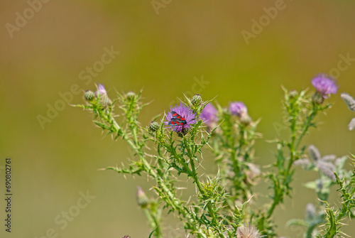 Zygaena filipendulae sitting on a thistle.