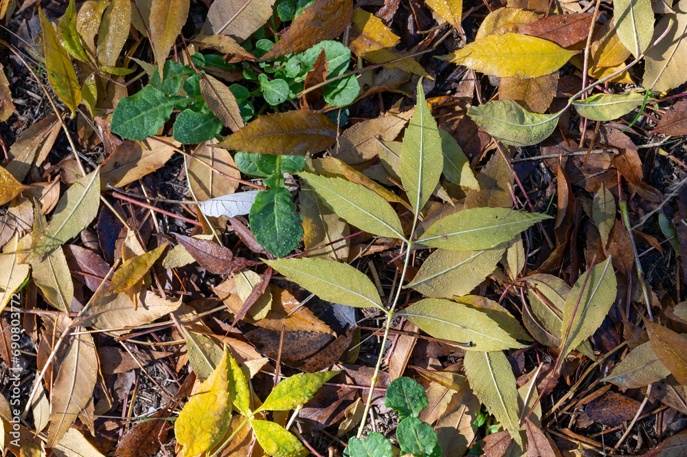 Frame with autumn leaves on the forest floor Frame with autumn leaves on the forest floor