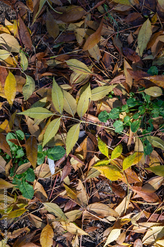 Frame with autumn leaves on the forest floor Frame with autumn leaves on the forest floor