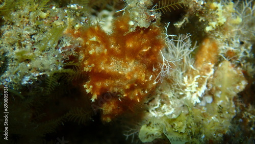 Filamentous red algae and algae liagora (Liagora viscida) close-up undersea, Aegean Sea, Greece, Halkidiki