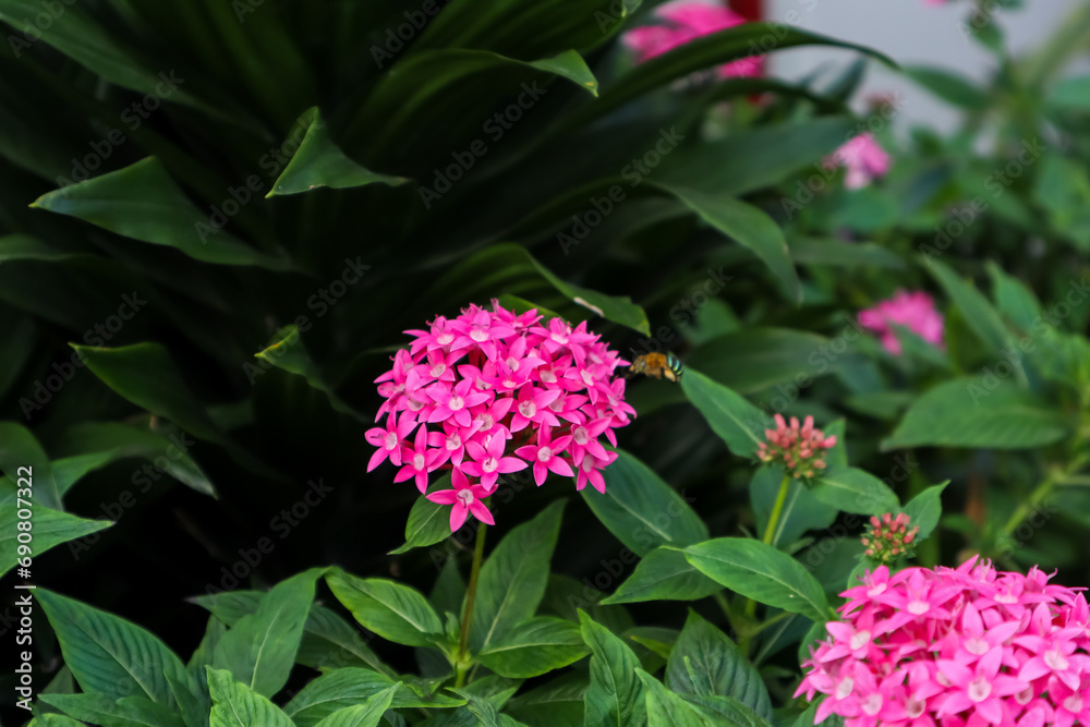 Obraz premium Egyptian star cluster or Pentas lanceolata, beautiful pink flower bloom among of fresh green leaves. Ornamental plant in the garden