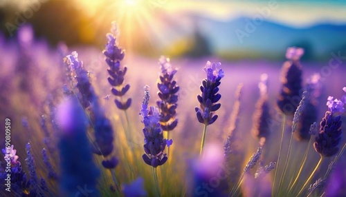 Stunning landscape with lavender field at sunset © adobedesigner