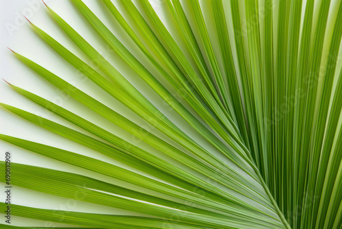 Beautiful palms leaf on white background  top view  texture background.