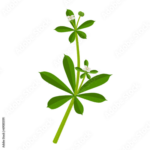 Vector illustration, Galium aparine, with common names including cleavers, Goosegrass, catchweed, Stickyweed, and sticky willy, isolated on white background.
