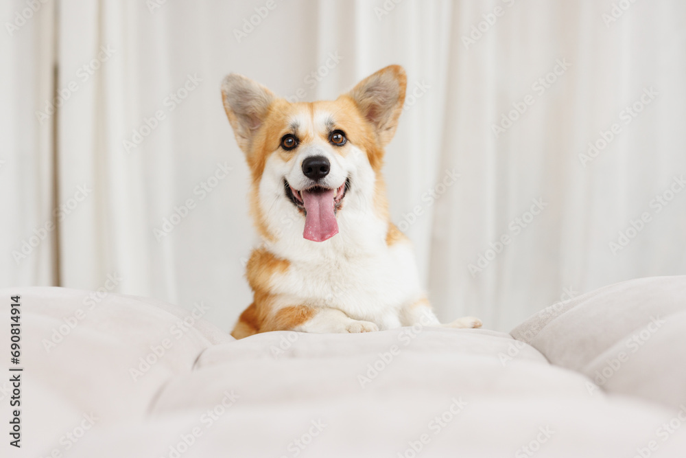 Portrait of adorable, happy smiling dog of the corgi breed. Beloved pet in the beautiful home.