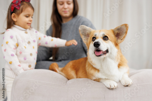 Portrait of adorable, happy smiling dog of the corgi breed. Family playing with their favorite pet. Beloved pet in the beautiful home.