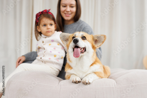 Portrait of adorable, happy smiling dog of the corgi breed. Family playing with their favorite pet. Beloved pet in the beautiful home.