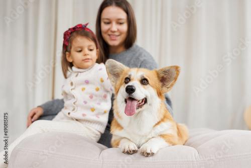Portrait of adorable, happy smiling dog of the corgi breed. Family playing with their favorite pet. Beloved pet in the beautiful home.