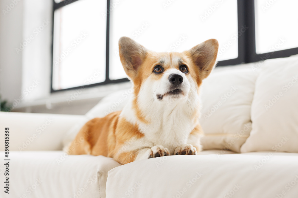 Portrait of adorable, happy smiling dog of the corgi breed. Beloved pet in the beautiful home.