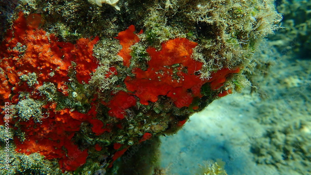 Red encrusting sponge or orange-red encrusting sponge (Crambe crambe) undersea, Aegean Sea, Greece, Halkidiki Red encrusting sponge or orange-red encrusting sponge (Crambe crambe) undersea, Aegean Sea, Greece, Halkidiki