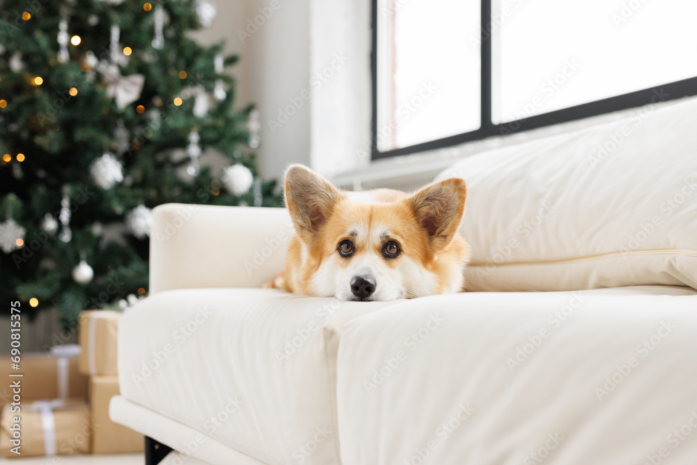 Portrait of adorable, happy smiling dog of the corgi breed. New Year's holiday atmosphere. Beloved pet in the beautiful home. Portrait of adorable, happy smiling dog of the corgi breed. New Year's holiday atmosphere. Beloved pet in the beautiful home.