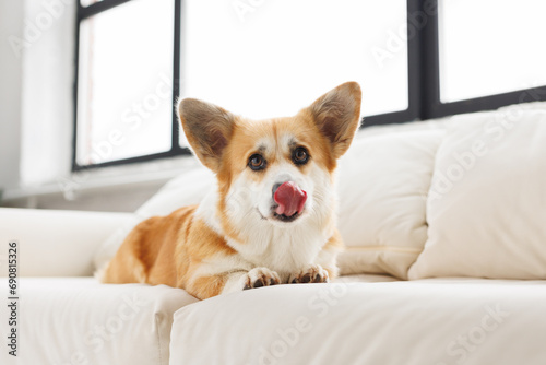 Portrait of adorable, happy smiling dog of the corgi breed. Beloved pet in the beautiful home.