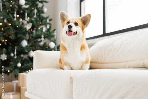Portrait of adorable, happy smiling dog of the corgi breed. New Year's holiday atmosphere. Beloved pet in the beautiful home.