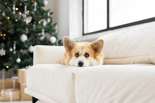 Portrait of adorable, happy smiling dog of the corgi breed. New Year's holiday atmosphere. Beloved pet in the beautiful home.