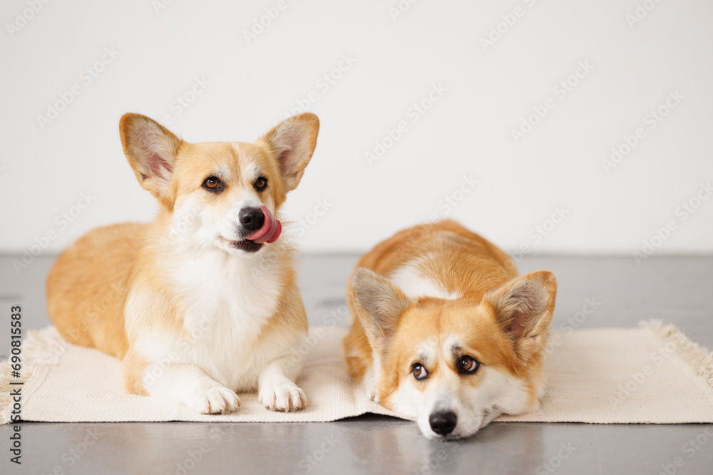 Portrait of adorable, happy smiling dog of the corgi breed. Beloved pet in the beautiful home. Portrait of adorable, happy smiling dog of the corgi breed. Beloved pet in the beautiful home.