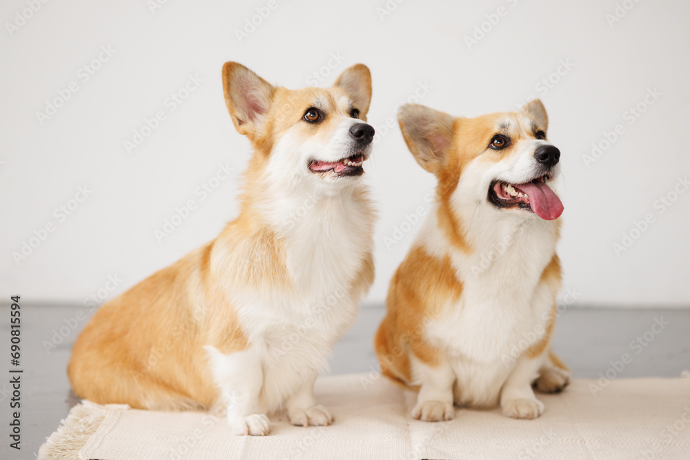 Portrait of adorable, happy smiling dog of the corgi breed. Beloved pet in the beautiful home.