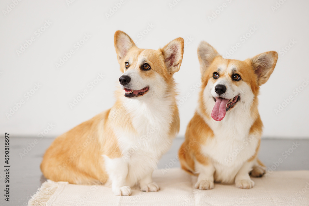 Portrait of adorable, happy smiling dog of the corgi breed. Beloved pet in the beautiful home.